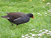 Poule d'eau (ord Anseriformes) (fam Annatides) (Photo F. Mrugala) (06)